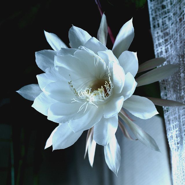 Wijayakusuma 1000327017 2
