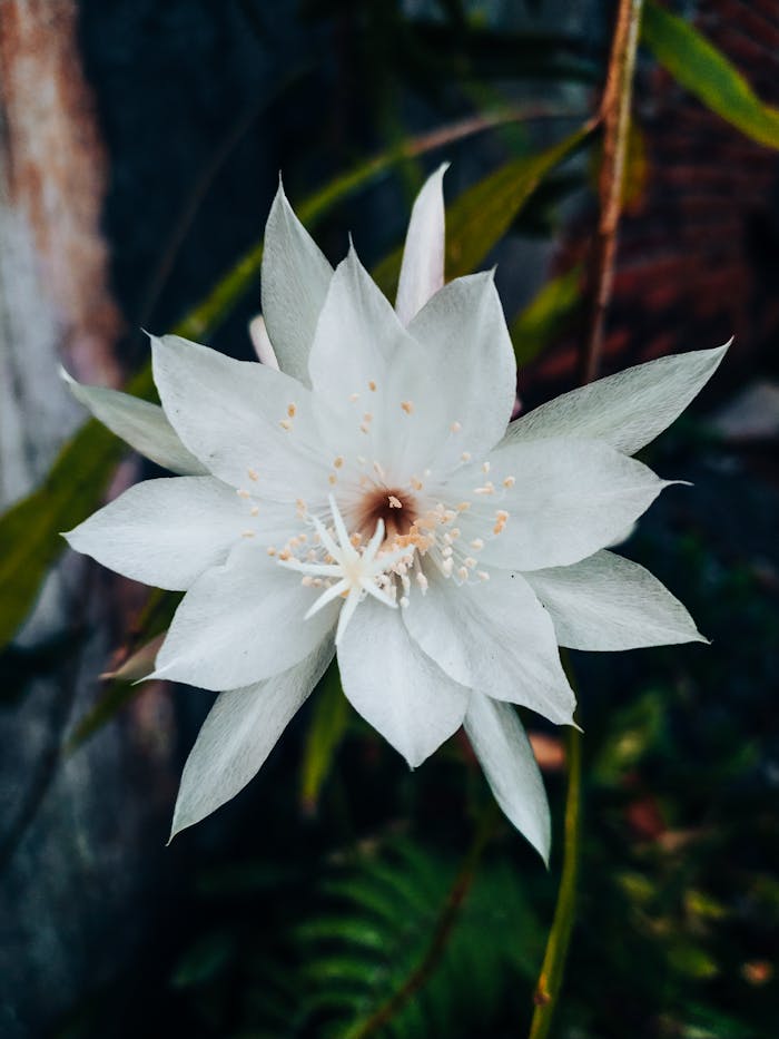 Close-up of a beautiful white flower with detailed petals in a lush outdoor environment.