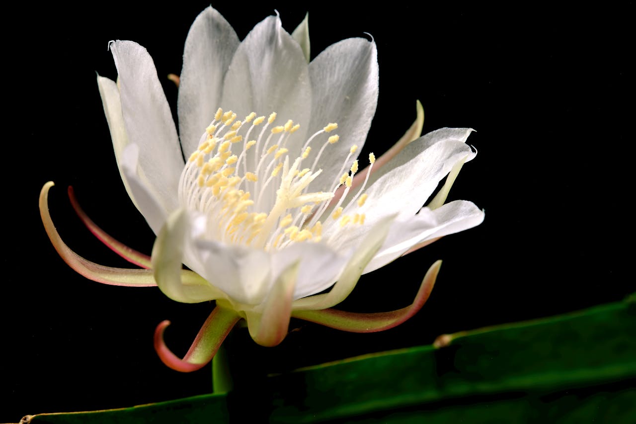 Close-up of a night-blooming cereus flower against a black background.