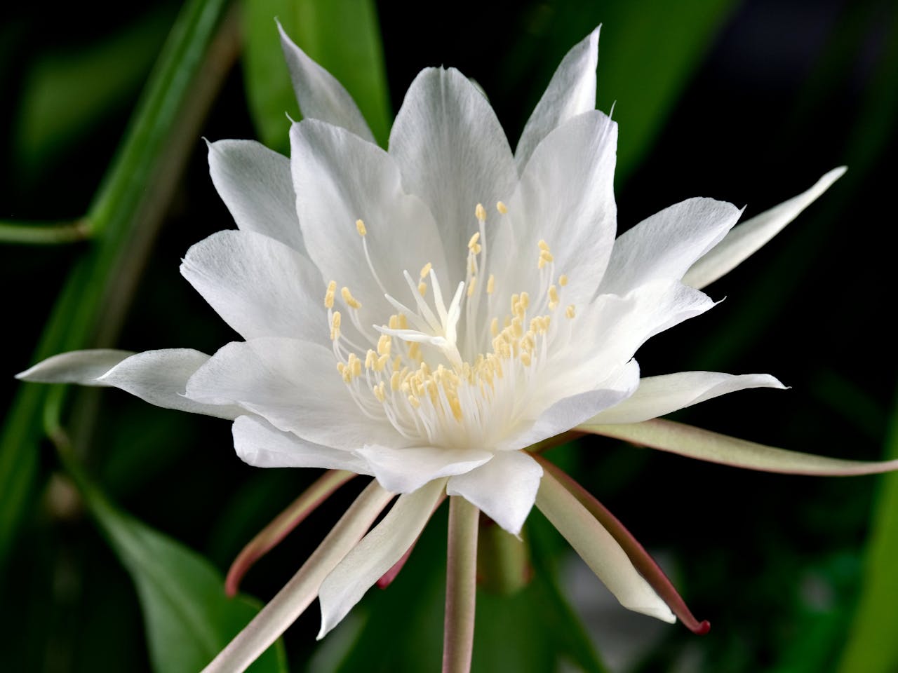 A close-up of a white Epiphyllum flower with green background, showcasing its delicate petals.