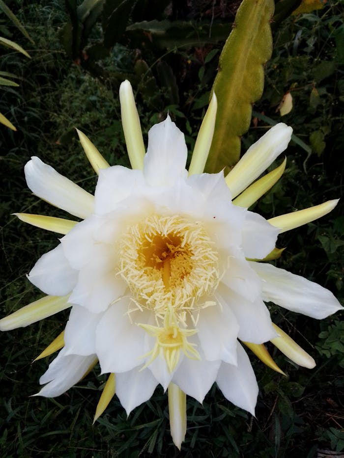 Close-up of a stunning white dragon fruit flower showcasing its intricate petals and vivid center.