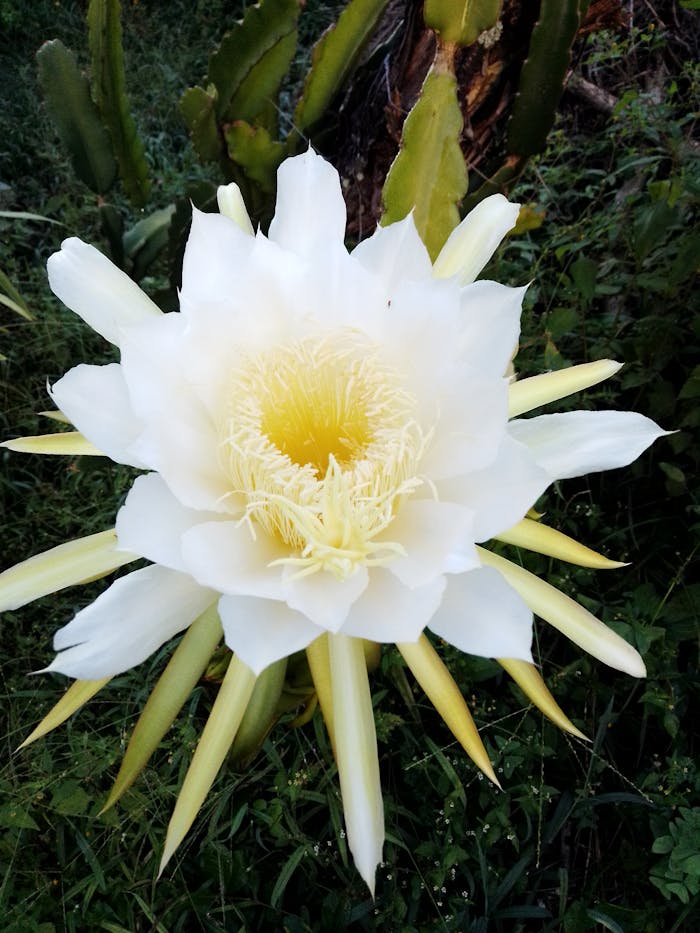 Stunning white dragon fruit flower in full bloom with yellow center, surrounded by lush greenery.